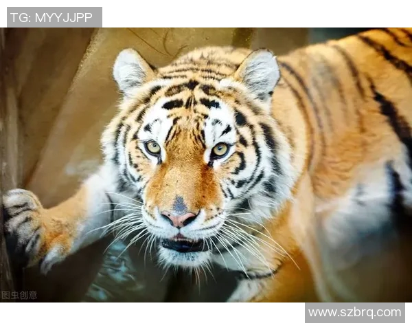 老虎大学与美洲狮子激烈对决谁将赢得这场精彩的较量